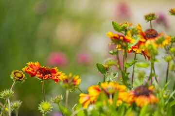 Gaillardia pulchella is a hardy plant, not demanding on the soil, although sandy and well-drained...