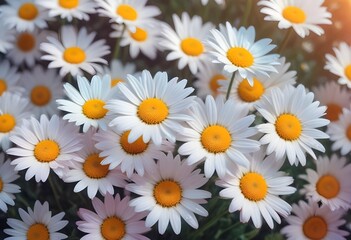 Fototapeta premium Daisies flower closeup Realistic Light with summer season flower concept