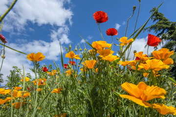 Golden poppies orange poppies in a summer meadow on a sunny day. horizontal shot