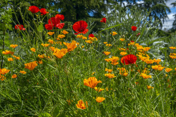 Escherbeczia californica, the California poppy, green exotic plants in the botanical garden in...