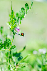 カラスノエンドウにとまるテントウムシ