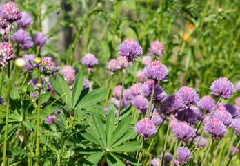 Fototapeta premium Chives in pink on green grass