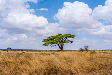 Ethiopia, beautiful savanna landscape in South  Ethiopia