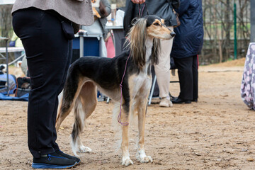 Handler shows a dog breed The Saluki a dog show. The Saluki is a standardised breed developed from...