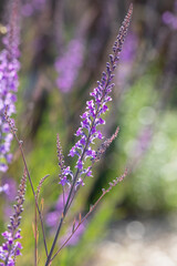 Close up purple stems in bokeh soft focus pattern