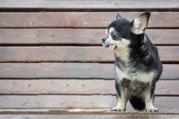 A small Chihuahua dog sits on a park bench.