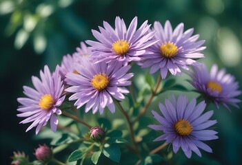 Obraz premium Aster flower closeup Realistic Light with summer season flower concept