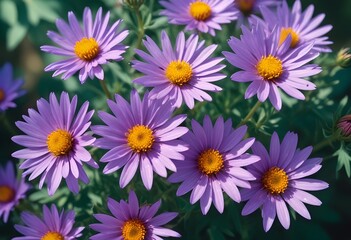 Fototapeta premium Aster flower closeup Realistic Light with summer season flower concept