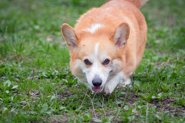 Portrait of a Welsh Corgi dog in a clearing during a summer walk