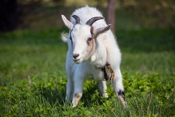 Obraz premium A white goat runs through a green meadow. Close-up.