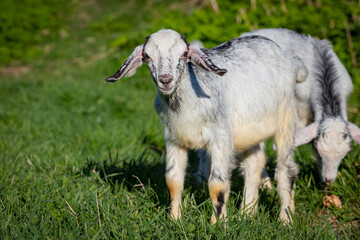 Obraz premium A white goat runs through a green meadow. Close-up.