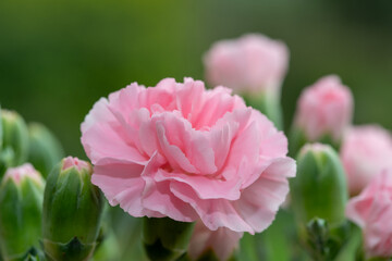 Macro shot of a pink dianthus flower in bloom