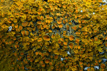 Xanthoria parietina, foliose, fungus, leafy, lichen. In sunlight for texture nature background...