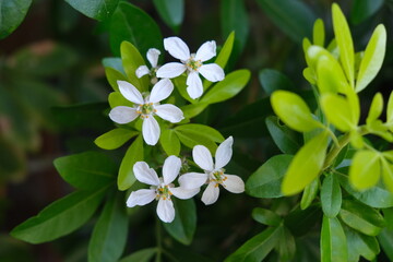 flowers in the forest