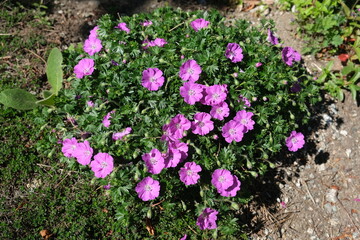 flowers in the garden