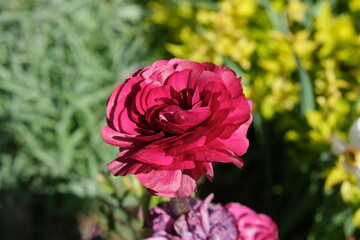 red rose in garden