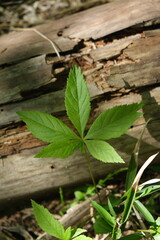 leaves on a wooden fence