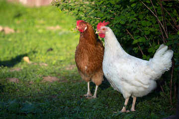 Close up of domestic chicken feeding on traditional rural barnyard. Hens on barn yard in eco farm. Free range poultry farming concept.