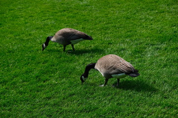 two canada geese walking around in a park 