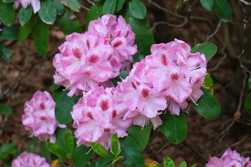 Fototapeta premium pink flowers