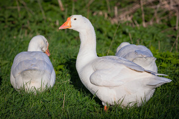 Obraz premium A white goose walks through the village close-up.