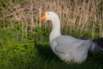 Obraz premium A white goose walks through the village close-up.