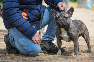 French bulldog in a standing position at a dog show