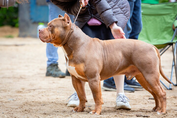Handler shows a dog breed The American  Bully a dog show. Cute pet follows commands during training.