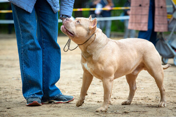 Handler shows a dog breed The American  Bully a dog show. Cute pet follows commands during training.