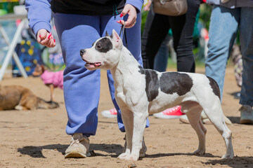 Handler puts The American  Staffordshire Terrier in the correct stance at a dog show. Cute pet...