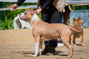 Handler puts The American  Staffordshire Terrier in the correct stance at a dog show. Cute pet...