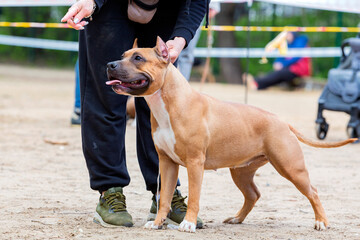 Handler puts The American  Staffordshire Terrier in the correct stance at a dog show. Cute pet...
