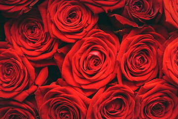 texture of bouquet of red roses, close-up