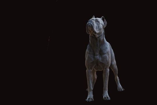 Portrait of a Cane Corso dog on a black background