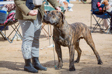 Handler shows a dog breed The Boerboel a dog show.