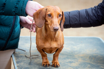 A handler shows a young dachshund at a dog show. Experts evaluate the dog at competitions.