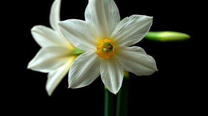   Close-up of white flower with yellow stamen at center