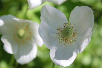 Japanese anemone flowers bloom outdoors on a spring day, white flowers in a garden