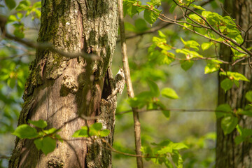 Short toed treecreeper camouflaged on tree