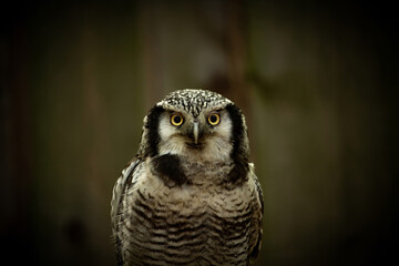 Northern hawk-owl (Surnia ulula)..