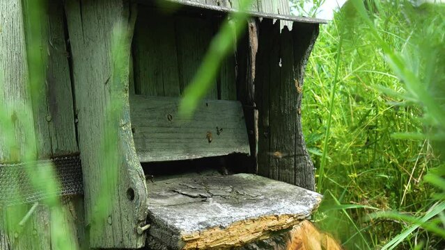 Bees flying around an old green hive