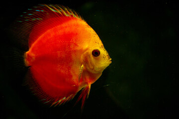 orange discus fish in aquarium