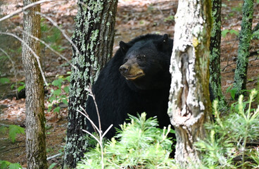 Black Bear in the Trees