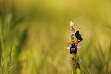 Ophrys bertolonii, orchidea selvatica,  nel prato in primavera