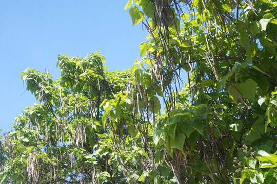 Paulownia, Catalpa speciosa tree, with fruits pods, ornamental city plant