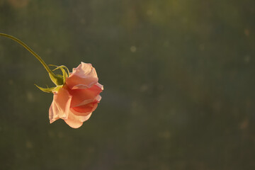 Delicate rose, postcard with flower.