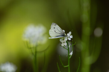 Schmetterling auf einer Blüte mit einem grünen Hintergrund