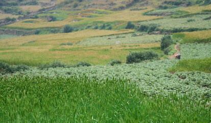 Juicy fresh ears of young green wheat in a spring field. Ripening ears of wheat field. Agricultural activity in a rural region.