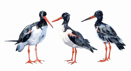 watercolour painting of oyster catcher set collection isolated on white background