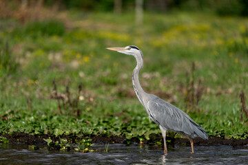 Naivasha national park, black headed heron